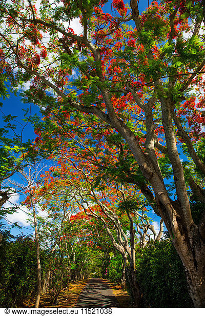 Royal poinciana trees  Pereybere  Mauritius