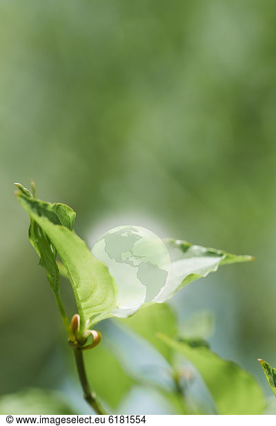 ruhen  Glas  Pflanzenblatt  Pflanzenblätter  Blatt  grün  Globus