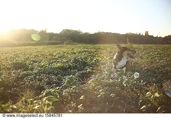 Ruhender Hund auf grüner Wiese mit Sonnenlicht