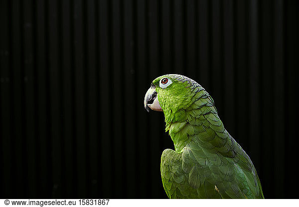 Ruhig nachdenklicher Amazonas-Papagei mit leuchtend grünen Federn