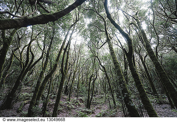 Ruhiger Blick auf moosbewachsene Bäume im Wald des Garajonay-Nationalparks