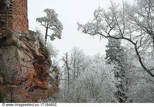 Ruined castle on a rocky outcrop of red sandstone in winter and Scots pine  Vosges du Nord Regional Nature Park  France