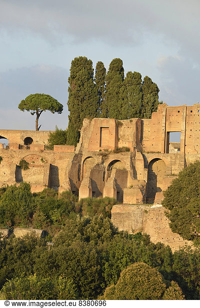 Ruinen der Domus Augustana auf Palatin mit Pinien (Pinus pinea) Rom Region Latium Italien