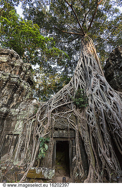 Ruinen mit überwucherten Baumwurzeln  Ta Prohm  Angkor Wat  Siem Reap  Kambodscha  Südostasien