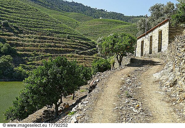Ruinous house  winery at the river Douro  near Pinhao  Portugal  Europe
