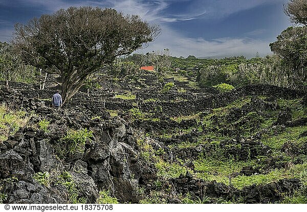 Ruins after volcanic eruption Faial Island Azores Portugal