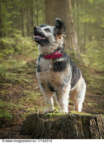 Rumänischer Rettungshund  vermutlich ein Corgi Cross  in einem Wald  Herbst  UK.