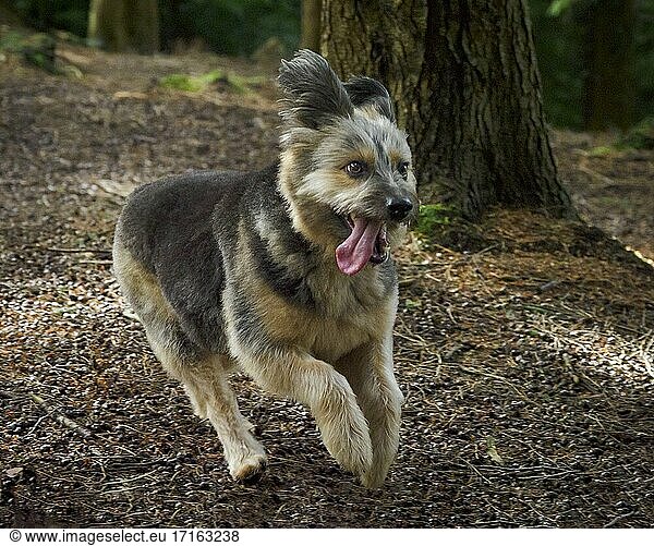 Rumänischer Rettungshund  vermutlich ein Corgi Cross  läuft in einem Wald  Herbst  UK.