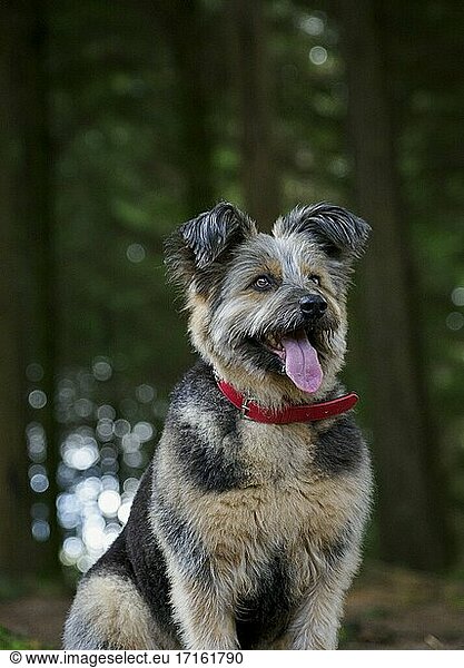 Rumänischer Rettungshund  vermutlich ein Corgi-Kreuzung  in einem Waldgebiet  UK.