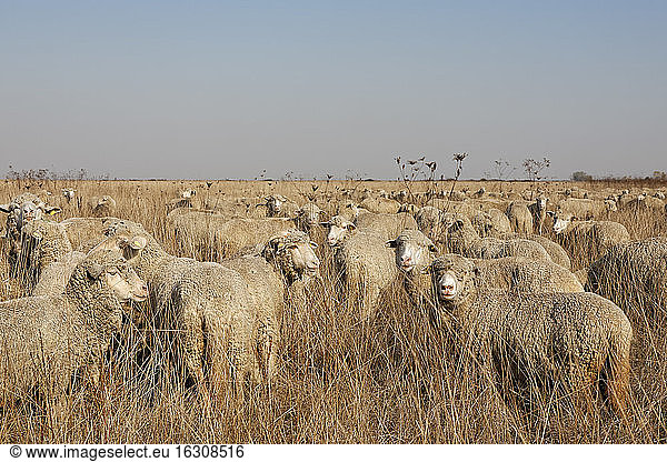 Rumania  Transylvania  Salaj County  flock of sheep  Ovis orientalis aries