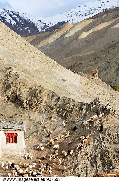 Rumbak village  Hemis National Park  Ladakh region  state of Jammu and Kashmir  India  Asia