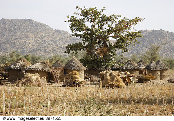 Rundhütten-Dorf bei Mora  Kamerun  Afrika