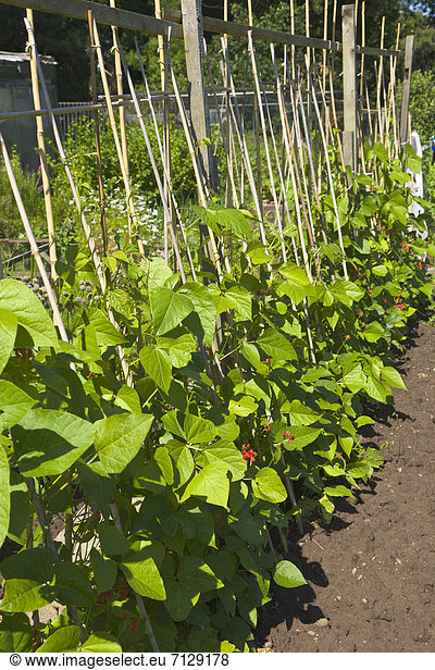 runner beans  beans  allotment  growing  vegetables  Wirral  Cheshire  England  UK  United Kingdom  Great Britain