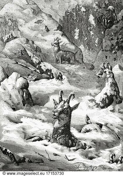 Rupicapra. In einer Schneelawine gefangene Gämse. Alter Kupferstich aus dem 19. Jahrhundert aus El Mundo Ilustrado 1879.