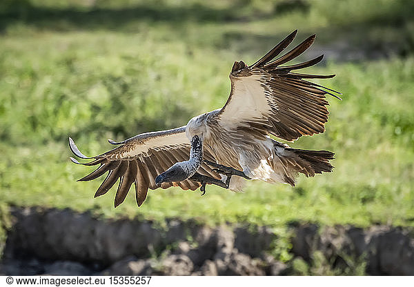 Ruppell-Gänsegeier (Gyps rueppelli) landet mit ausgebreiteten Flügeln  Serengeti-Nationalpark; Tansania
