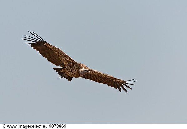 Ruppell's Vulture (Gyps rueppellii) flying over the Maasai Mara National Reserve against a blue sky Rift Valley Kenya Africa.