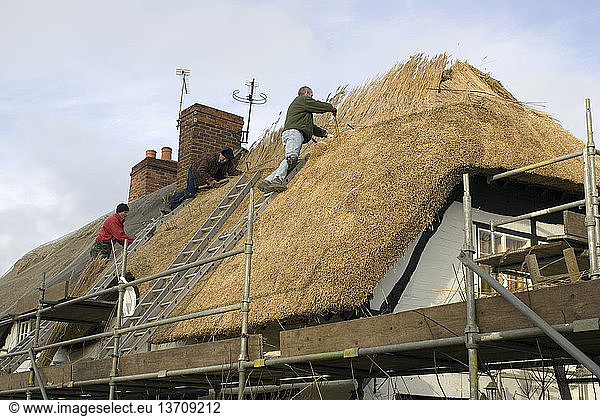 Rural craftsmen thatch a cottage roof near Stratford  UK.