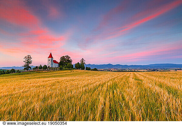 Rural landscape with wheat field and a church in Turiec  Slovakia.