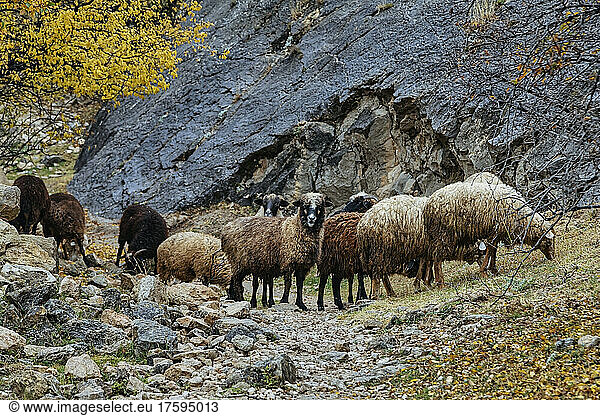 Russia  Dagestan  Gunib  Flock of sheep grazing in Caucasus Mountains during autumn
