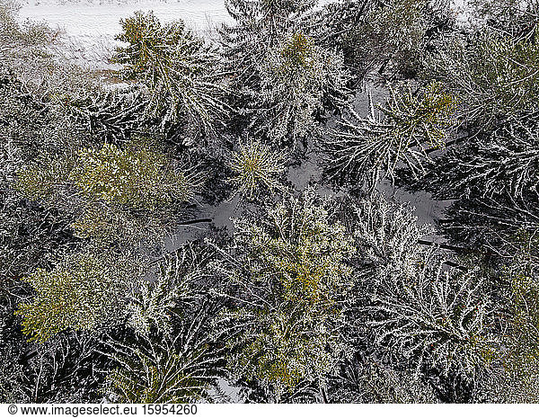 Russia  Leningrad Oblast  Aerial view of coniferous forest trees in winter