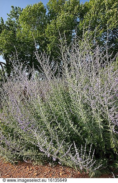 Russian sage (Perovskia atriplicifolia) in bloom in a garden