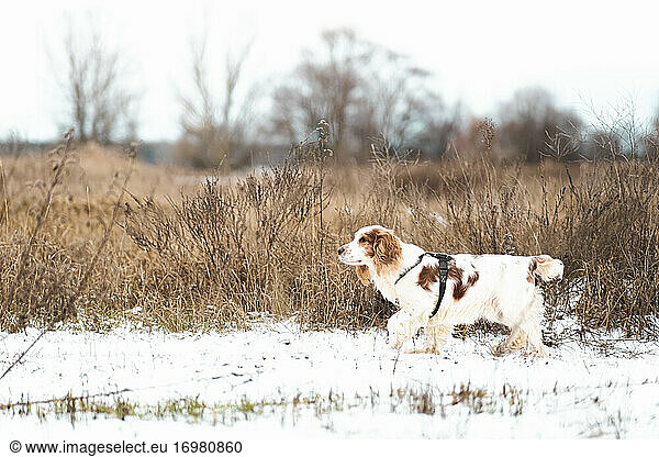Russian spaniel dog walking outdoors in a winter field.
