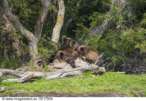 Russland  Kamtschatka  Kurilensee  Kamtschatka Braunbären (Ursus arctos beringianus  Muttertier mit Jungtieren