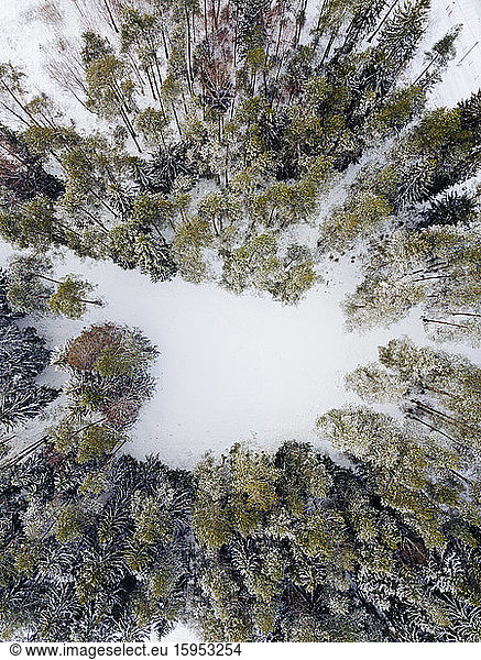 Russland  Oblast Leningrad  Luftaufnahme einer kleinen Lichtung im Winterwald