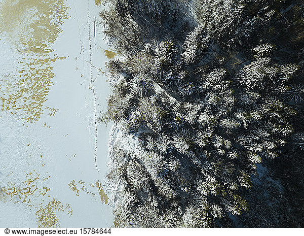 Russland  Oblast Leningrad  Tichwin  Luftaufnahme des Waldrandes und des gefrorenen Ufers des Flusses Tichwinka im Winter