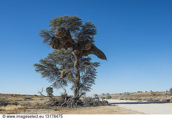 Südafrika Kalahari Transfrontier Park Riesenvögel nisten in einem Baum