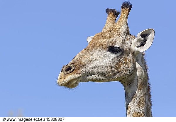 Südafrikanische Giraffe (Giraffa camelopardalis giraffa)  erwachsen  Tierporträt  Kgalagadi Transfrontier Park  Nordkap  Südafrika  Afrika