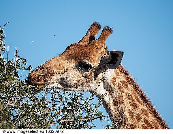 Südafrikanische Giraffe oder Kap-Giraffe (Giraffa camelopardalis giraffa) bei der Fütterung. Ostkap. Süd Afrika.