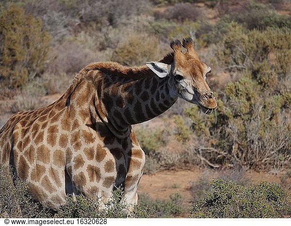 Südafrikanische Giraffe oder Kap-Giraffe (Giraffa camelopardalis giraffa) beim Grasen (Fressen). Karoo  Westkap  Südafrika.