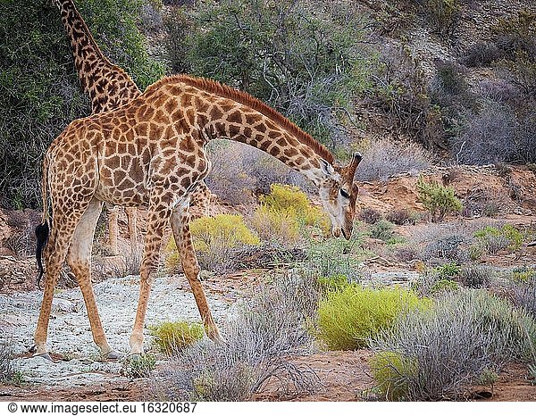 Südafrikanische Giraffe oder Kap-Giraffe (Giraffa camelopardalis giraffa) beim Grasen (Fressen). Karoo  Westkap  Südafrika.