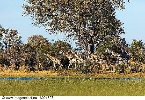 Südafrikanische Giraffe oder Kap-Giraffe (Giraffa camelopardalis giraffa) beim Laufen. Okavango-Delta. Botswana.