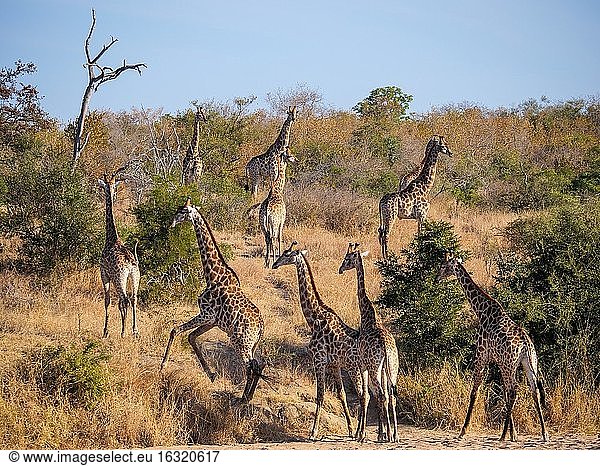 Südafrikanische Giraffe oder Kap-Giraffe (Giraffa camelopardalis giraffa) in einem trockenen Flussbett. Südafrika.