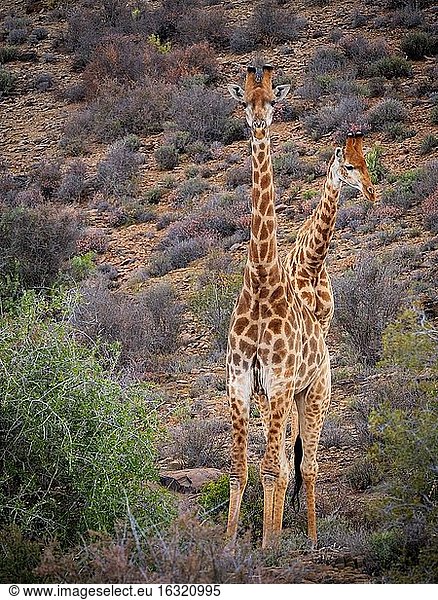 Südafrikanische Giraffe oder Kap-Giraffe (Giraffa camelopardalis giraffa). Karoo  Westkap  Südafrika.