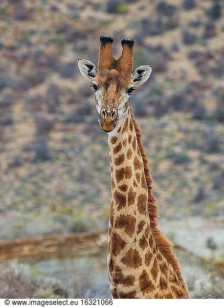 Südafrikanische Giraffe oder Kap-Giraffe (Giraffa camelopardalis giraffa). Karoo  Westkap  Südafrika.