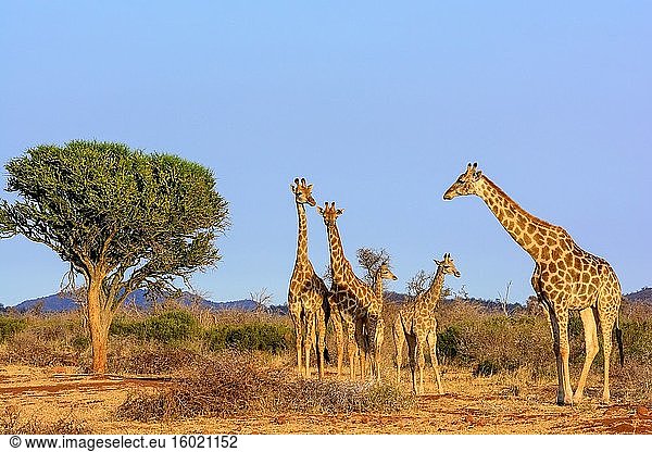 Südafrikanische Giraffe oder Kap-Giraffe (Giraffa camelopardalis giraffa). Madikwe-Wildreservat. Nordwest-Provinz. Südafrika.