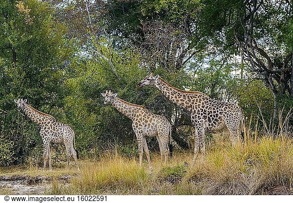 Südafrikanische Giraffe oder Kap-Giraffe (Giraffa camelopardalis giraffa). Victoriafälle. Sambia.