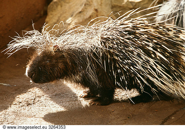 Südafrikanische Porcupine,  USA.