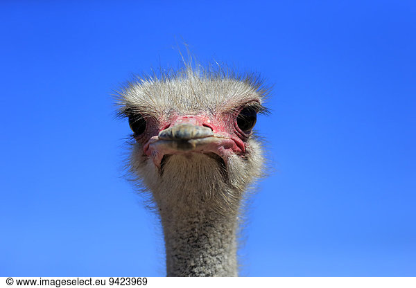 Südafrikanischer Strauss (Struthio camelus australis) adultes Männchen Portrait Kleine Karoo Westkap Südafrika