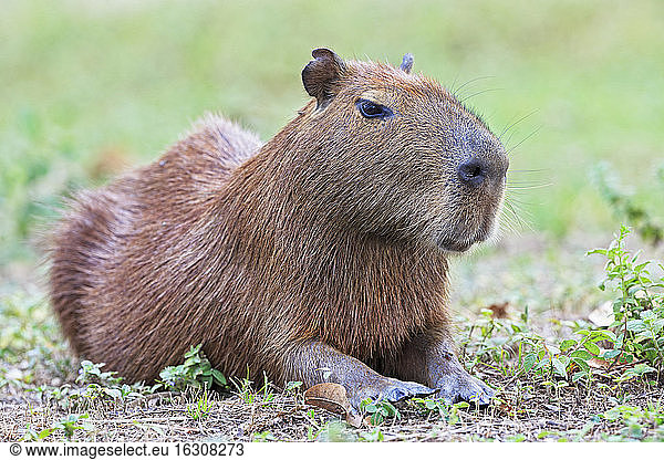 Südamerika  Brasilia  Mato Grosso do Sul  Pantanal  Capybara  Hydrochoerus hydrochaeris