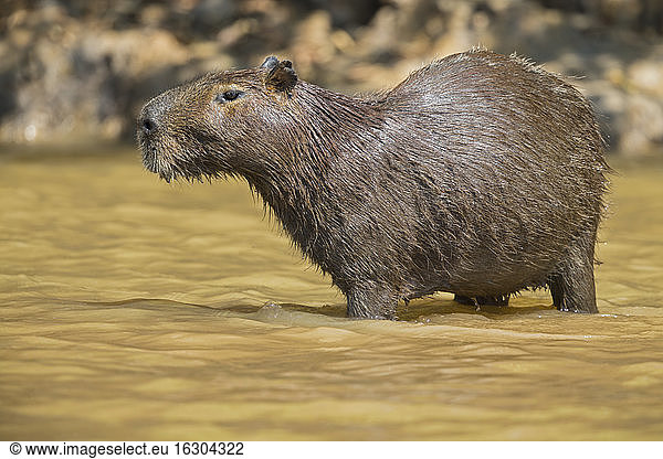 Südamerika  Brasilia  Mato Grosso do Sul  Pantanal  Cuiaba Fluss  Capybara  Hydrochoerus hydrochaeris