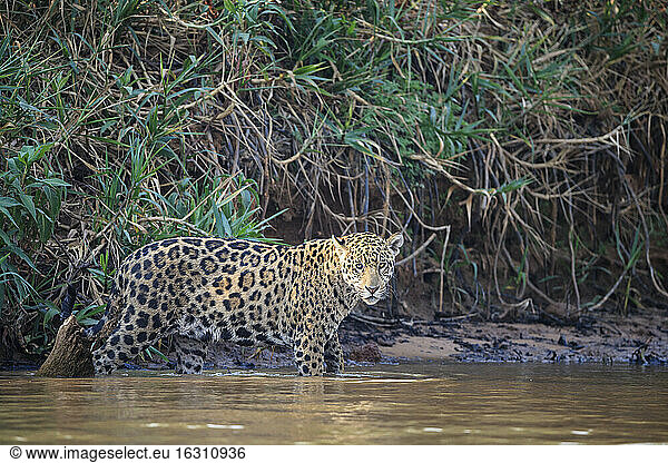 Südamerika  Brasilia  Mato Grosso do Sul  Pantanal  Cuiaba Fluss  Jaguar  Panthera onca