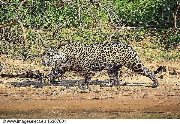 Südamerika  Brasilia  Mato Grosso do Sul  Pantanal  Cuiaba Fluss  Jaguar  Panthera onca  am Flussufer