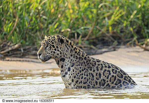 Südamerika  Brasilia  Mato Grosso do Sul  Pantanal  Cuiaba Fluss  Jaguar  Panthera onca  im Wasser