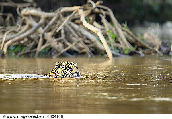 Südamerika  Brasilia  Mato Grosso do Sul  Pantanal  Cuiaba Fluss  Jaguar  Panthera onca  Schwimmen