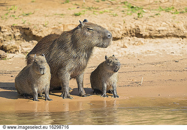 Südamerika  Brasilia  Mato Grosso do Sul  Pantanal  Cuiaba Fluss  Wasserschweine  Hydrochoerus hydrochaeris  am Ufer sitzend
