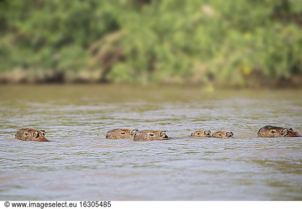 Südamerika  Brasilia  Mato Grosso do Sul  Pantanal  Cuiaba Fluss  Wasserschweine  Hydrochoerus hydrochaeris  Schwimmen